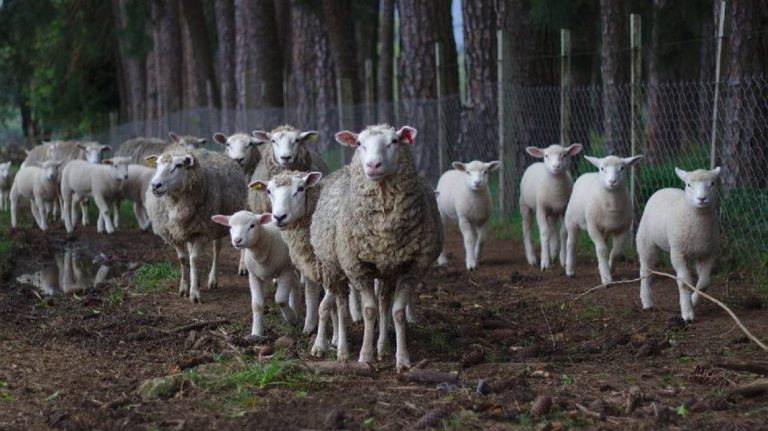 De no creer: inscribieron a ovejas en una escuela de Francia para evitar su cierre