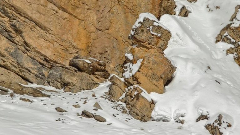 El leopardo en la nieve, un desafío viral sobre una especie en extinción