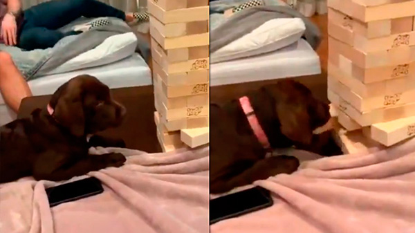 Un perro que juega al jenga: el video viral que sorprendió a todos