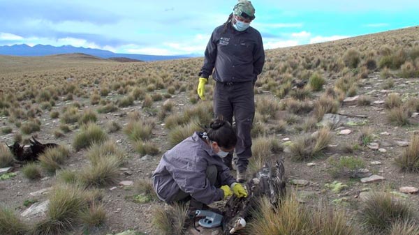 En Mendoza lanzaron una estrategia nacional contra el uso de cebos tóxicos