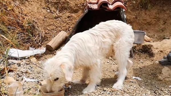 Un perro vive hace un año y medio en el lugar donde murió el dueño en un choque