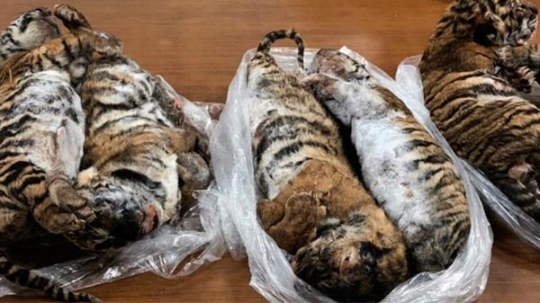 Detuvieron a un hombre que viajaba con siete tigres congelados en el baúl