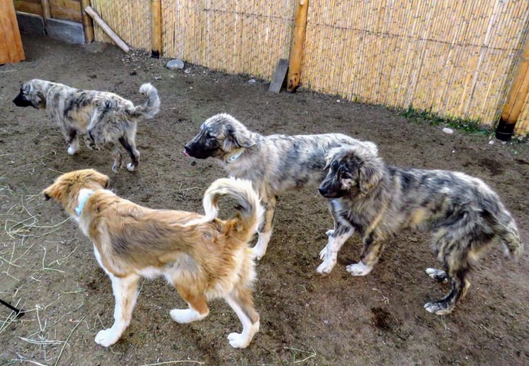 Importaron de Chile una raza de perros para el cuidado del ganado caprino en Malargüe
