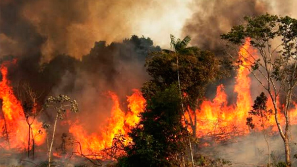 Graves incendios forestales en el Amazonas: las llamas invaden el «pulmón del planeta»