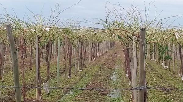 Hay tiempo de adherir al seguro agrícola hasta el 30 de agosto