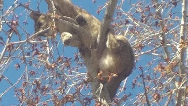 Apareció un puma trepado a un árbol