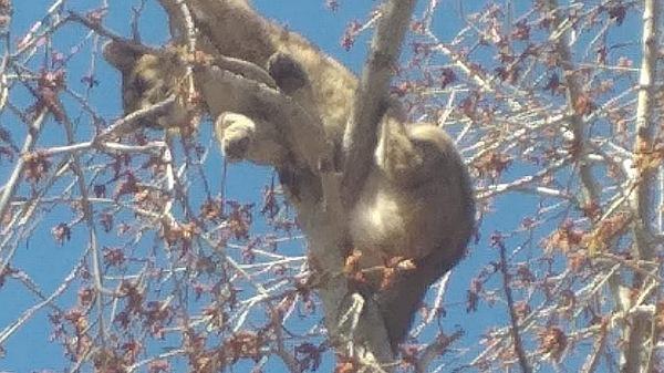 Apareció un puma trepado a un árbol