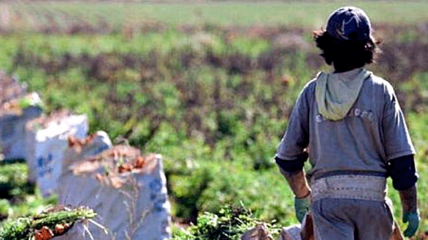 Trabajo Infantil: El 30 % se registra en el agro
