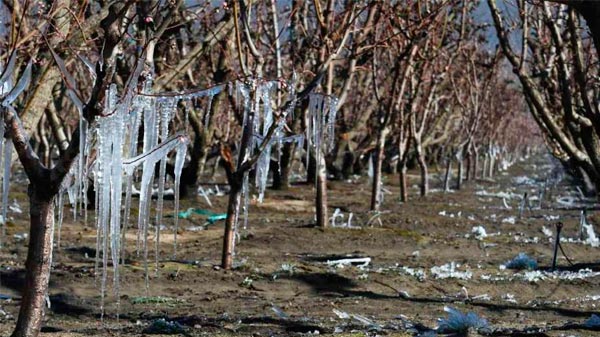 Por heladas tardías declaran emergencia en 15 departamentos