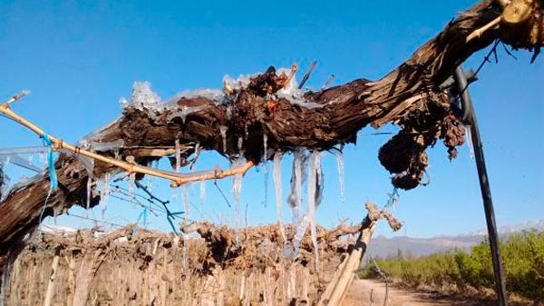 Productores le reclaman al gobierno provincial más medidas luego de las severas heladas