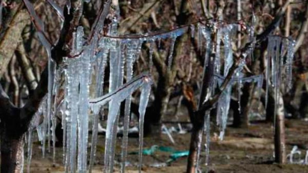 Contingencias Climáticas abre la toma de denuncias por la helada del 9 de septiembre