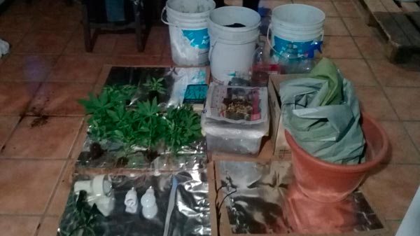 Desarticularon un invernadero de marihuana ubicado en Rama Caída