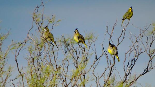 Trabajan en conjunto para la conservación del cardenal amarillo