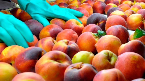 La producción frutícola tendrá una baja en su producción por las heladas de septiembre
