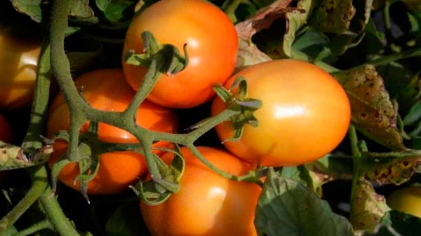 Analizan el cultivo de 3.000 hectáreas de tomate para industria