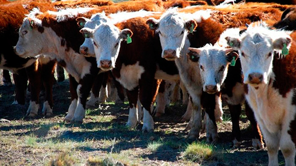 La provincia produce más de 30 millones de kg de carne bovina