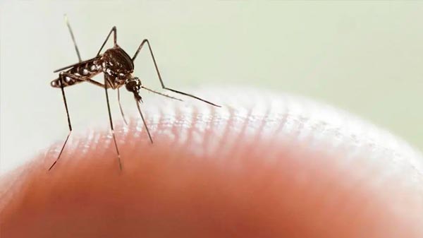 Se divisó un caso de dengue importado