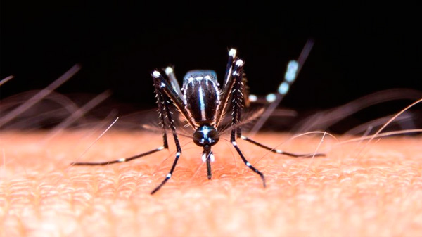 Aumentan los casos de dengue en Córdoba y Formosa