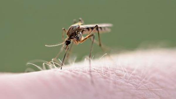 Rosario confirmó el primer caso de dengue importado en una paciente que además tiene coronavirus