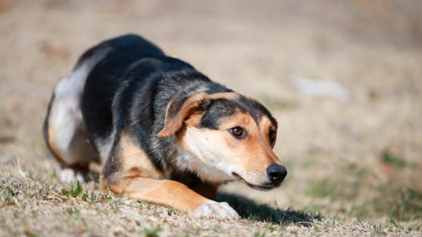 La Sociedad Protectora de Animales necesita de la ayuda de todos