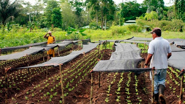 Crecen los proyectos relacionados a la agricultura