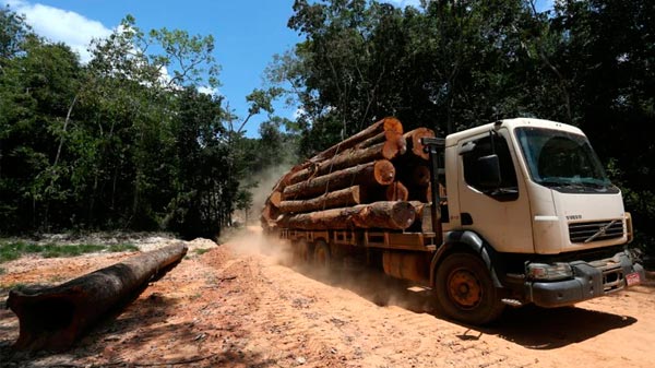 El coronavirus no detiene la deforestación: la tala en el Amazonas se disparó un 50% y advierten sobre el grave impacto en el clima argentino