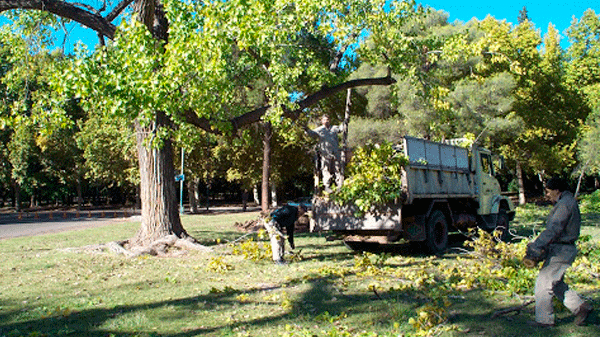 Mendoza: inició la temporada de poda