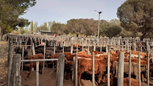 Campaña antiaftosa: se vacunó cerca del 70 % de los bovinos