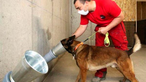 Coronavirus: Entrenan perros para que detecten Covid-19 con el olfato