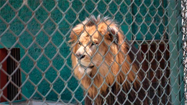 Crían 12.000 leones para que sean cazados por turistas en Sudáfrica