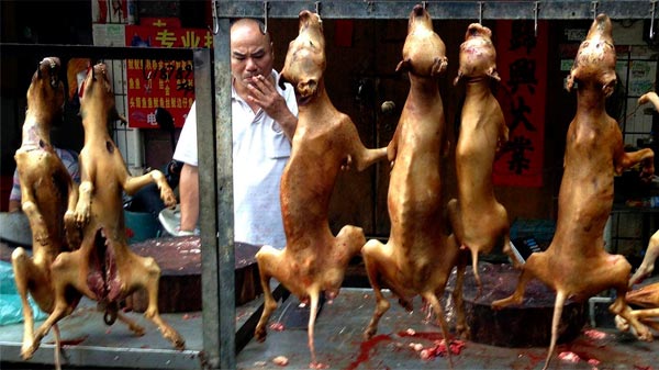 En plena pandemia y pese a las prohibiciones, China inauguró su festival de carne de perro