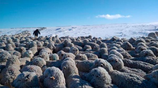 Por las fuertes nevadas en la Patagonia, el campo ya advierte sobre una posible desaparición de la ganadería