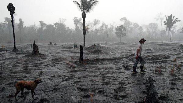 Deforestación récord en la Amazonia brasileña en el primer semestre de 2020