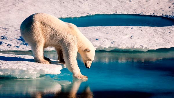 Confirman que la extinción de los osos polares es casi irreversible
