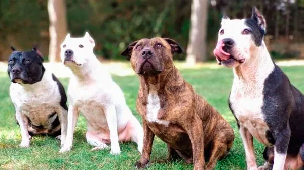 Quieren saber la cantidad de canes potencialmente peligrosos que hay en San Rafael