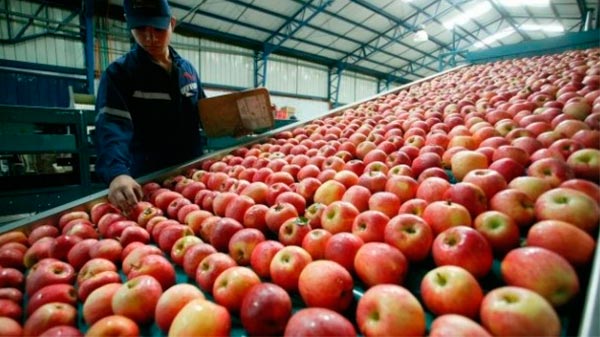 Alivio para productores de peras y manzanas