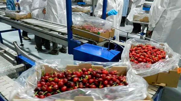 Buscan que la provincia pueda exportar cerezas hacia China