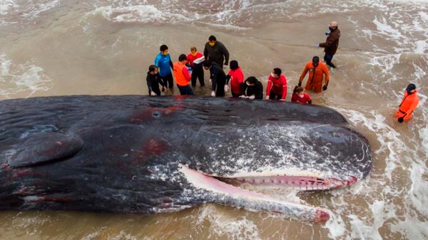Una ballena murió varada en una playa de Santa Clara del Mar