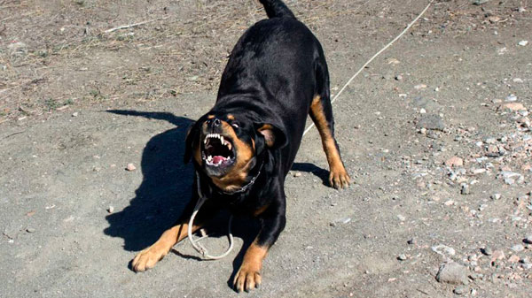 General Alvear: un adolescente fue atacado por un Rottweiler