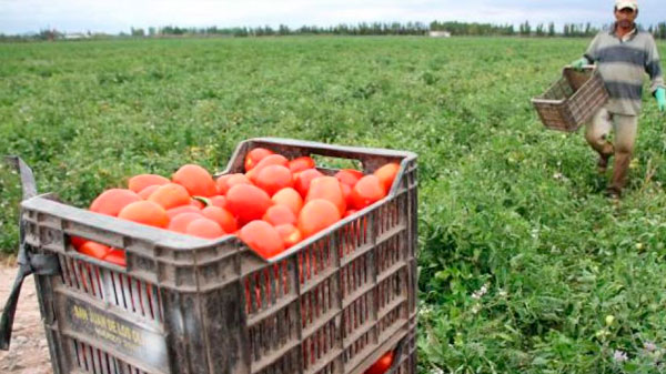 La producción de tomate industrial se perdió un 20 % en Mendoza por las inclemencias climáticas