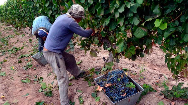 Massa ratificó retención cero para la vitivinicultura