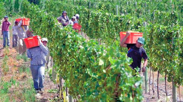 Trabajadores golondrinas: Mendoza se puso en contacto con Jujuy para el diseño de un protocolo