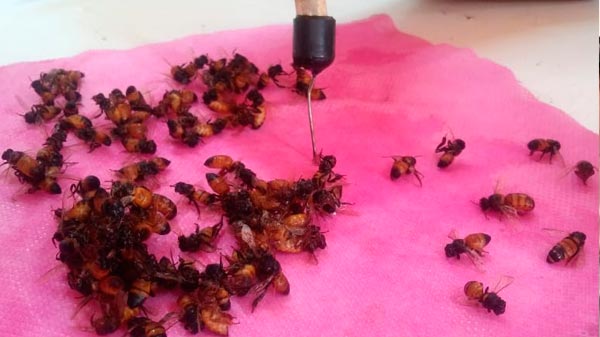 En Alimentos Inocuos aprendimos sobre: abejas-colmenas y su correcto manejo para la producción
