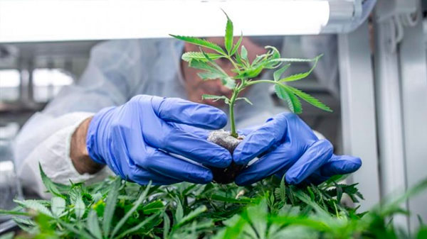 Diputados aprobó la ley que regula la producción de cannabis en Mendoza