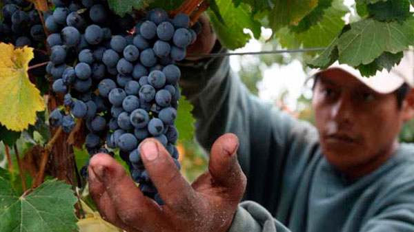 Lanzan capacitación para mendocinos que quieran participar de la cosecha de la uva