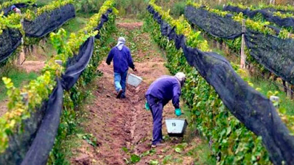 Carlos Rodríguez: «Los pronósticos del Instituto de Desarrollo Rural son erróneos»