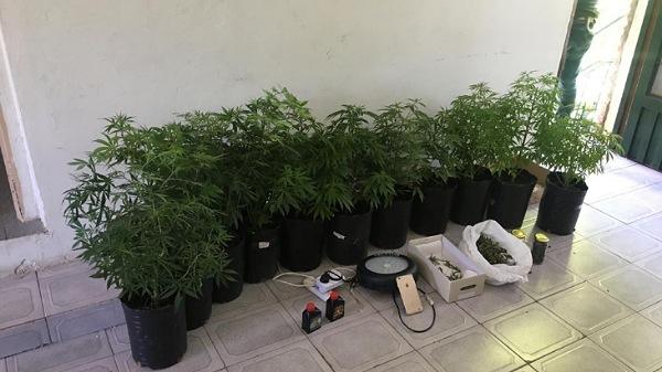 Secuestraron 15 plantas de marihuana en un domicilio de calle Inalicán