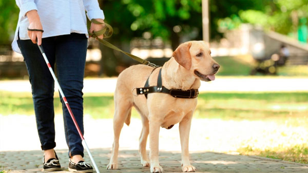 Sigue el estudio del proyecto de perros guía