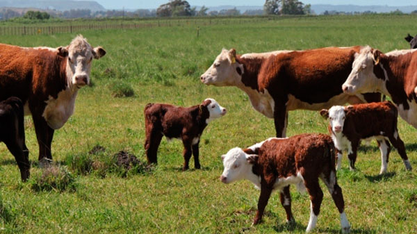 La producción ganadera local solo abastece el 11% de la demanda mendocina