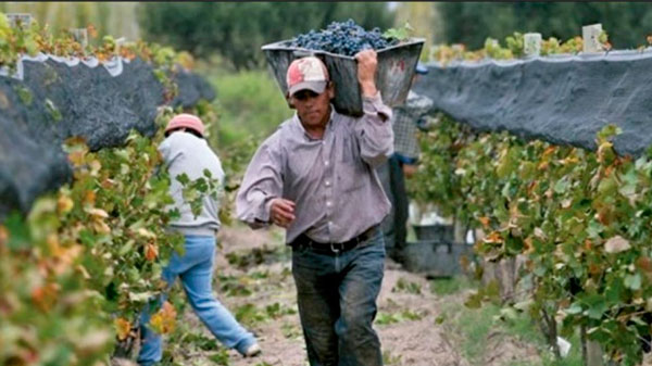 Los contratistas de viña cobrarán el sueldo todo el año